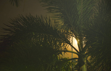 月亮在夜晚散布光棕榈树后面