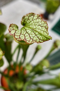 食虫植物在热带花园