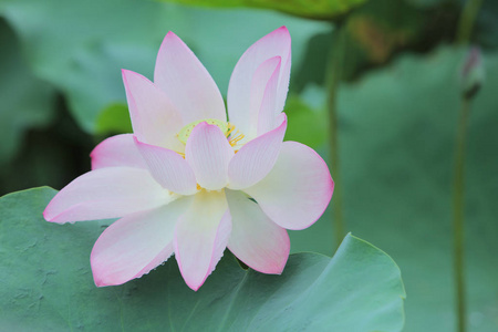 莲花与美丽在雨天