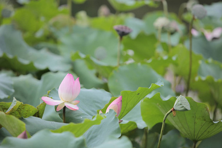 莲花在雨天开花