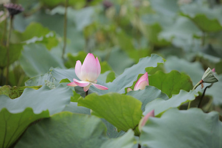 莲花在雨天开花