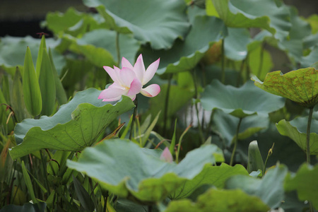 莲花在雨天开花