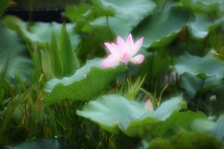 莲花在雨天开花