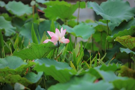 莲花与美丽在雨天