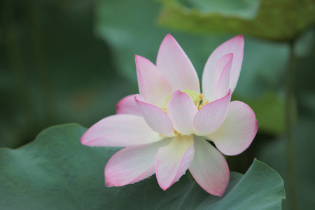 莲花与美丽在雨天