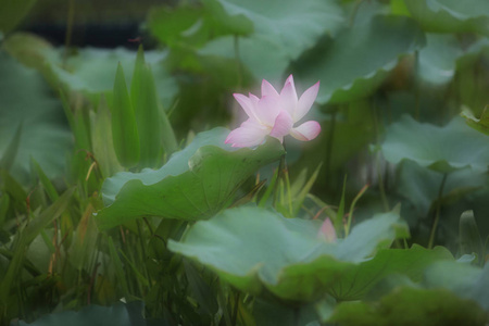 莲花在雨天开花