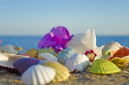贝壳和石头上的花离大海很近照片