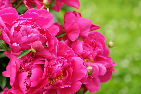 美丽明亮的粉红色牡丹在夏季花园