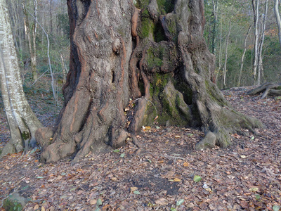 巨大的老树的根