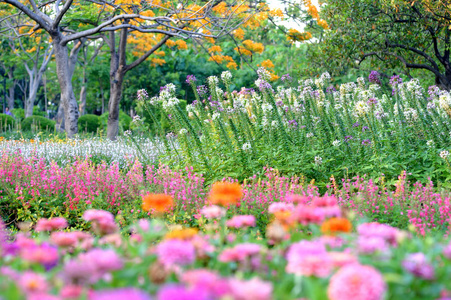 在花园里的花