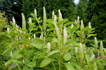 fitolakka 浆果 核果, 分枝和花序