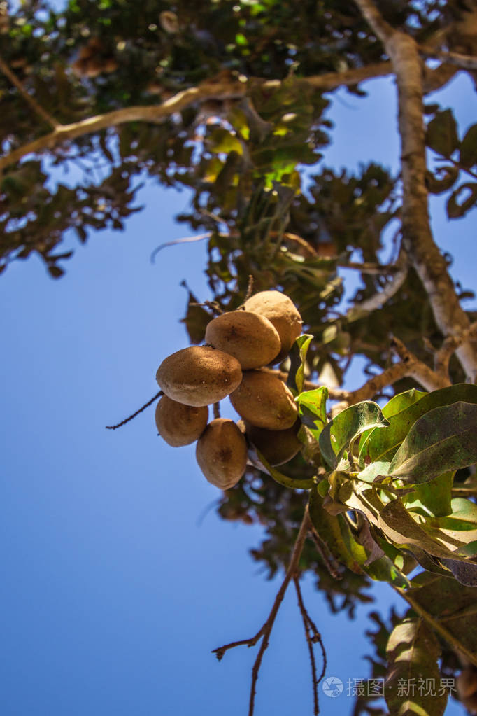 整个巴鲁坚果树