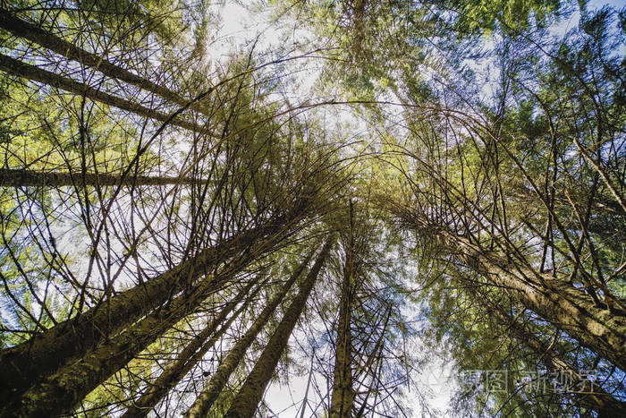 从底部看到的又大又干的冷杉树