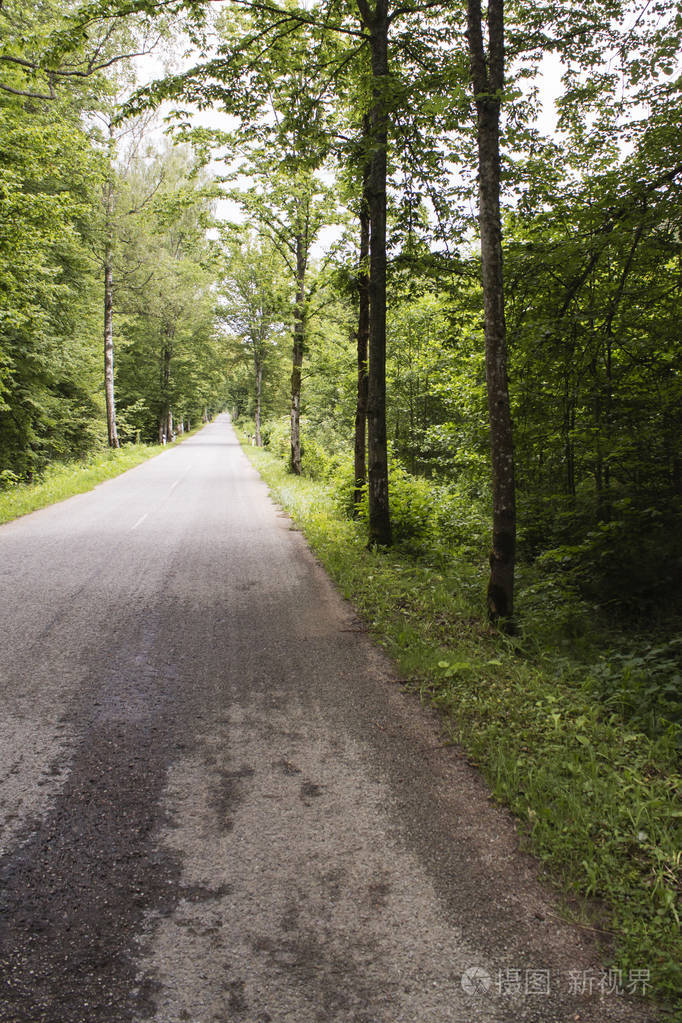 森林道路行道树在乡下