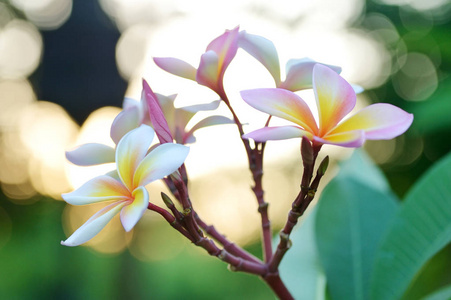 粉红色的鸡蛋花鲜花