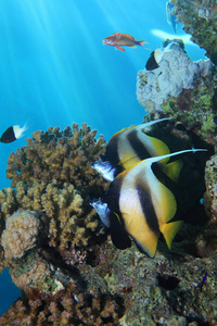 红海 bannerfish