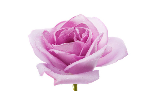 孤立的淡紫色玫瑰