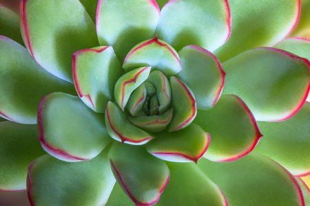 绿色的植物特写照片图片-绿色的植物特写照片素材-绿色的植物特写照片