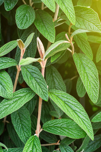 太阳光在绿色的植物图案