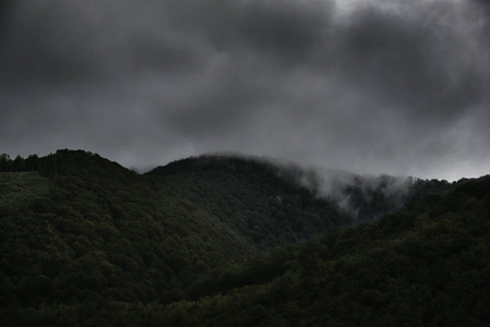 在低卧云笼罩在雾中风景景观观常绿针叶树与树木丛生的山坡