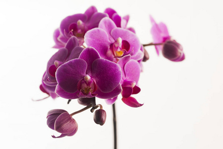 紫色兰花上白色隔离