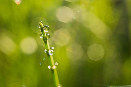 特写的水落在阳光下的绿草茎