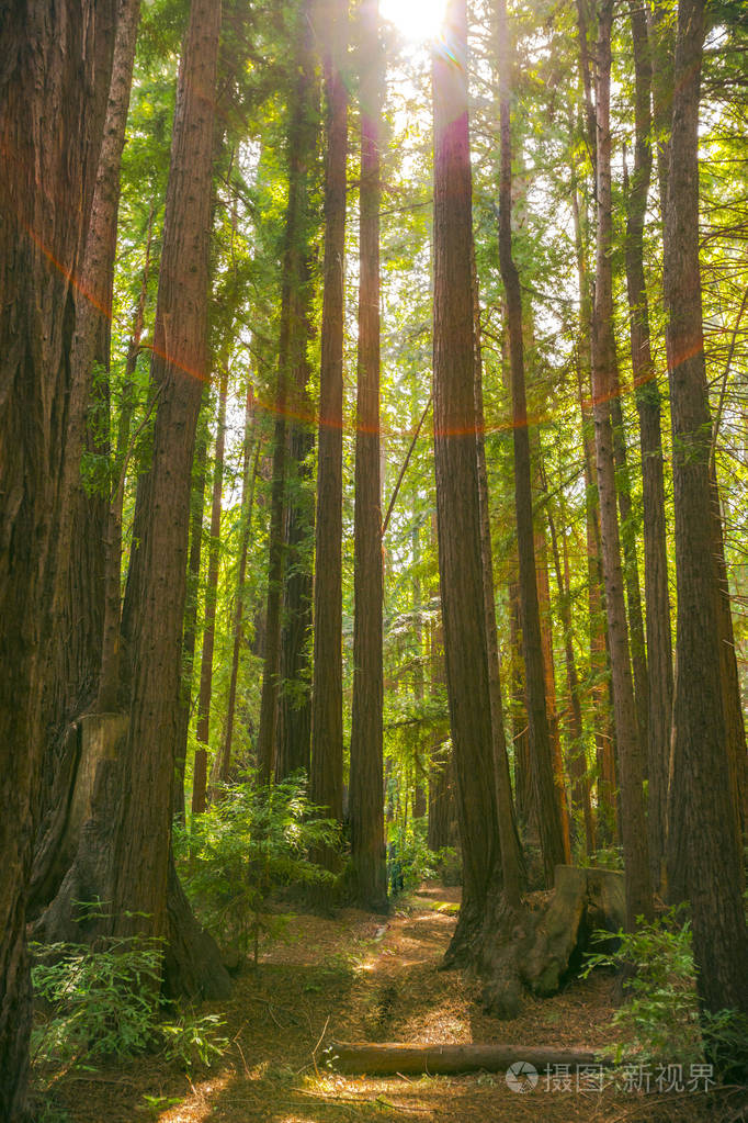 大苏尔国家公园郁郁葱葱的森林
