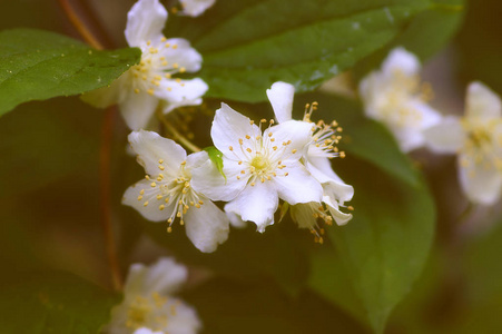 白花茉莉花茉莉花