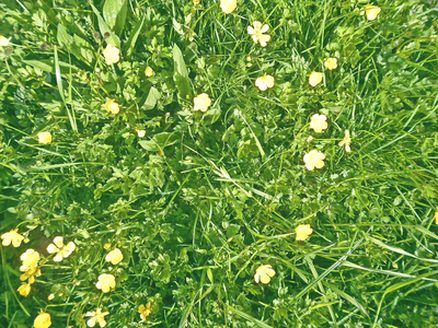 草甸与黄色的花朵