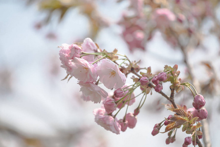 樱花被风吹动的图片照片