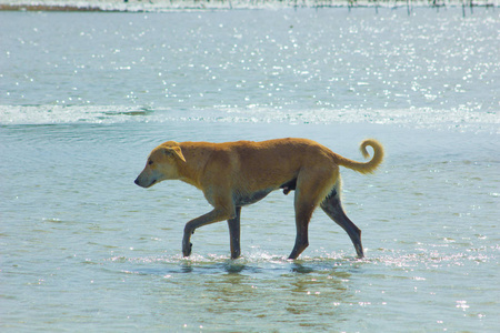流浪狗在海滩享受水闲荡，马萨阿拉姆，红海，埃及