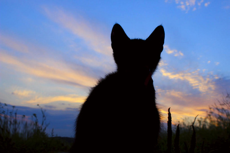 美丽的日落时的猫剪影