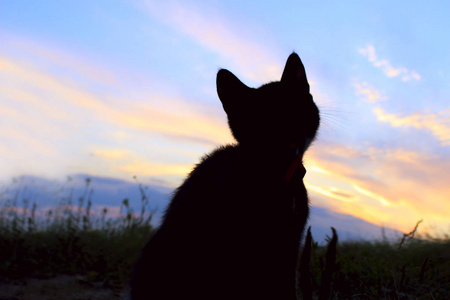 真正的流浪猫图片
