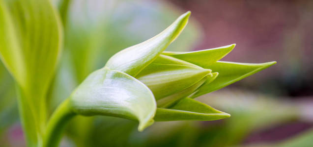 在花园里的白花绿芽的照片