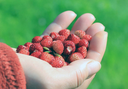 野草莓的浆果