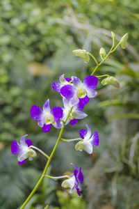 紫罗兰兰花和绿色植物