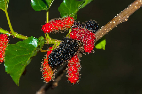 桑树上白色隔离桑树上的桑树果实照片