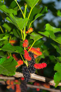 桑树的果实图片