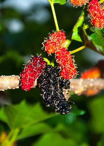 桑树的果实图片