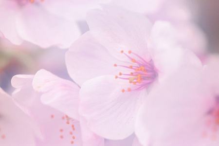 粉色樱花纯照片