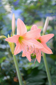 六叶六叶花照片