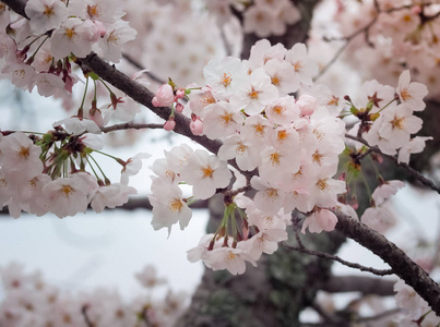 在日本的美丽樱花