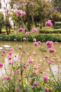 戈姆弗雷纳环球花图片