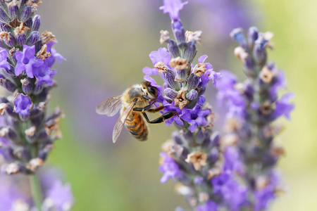 蜜蜂采集花蜜和花粉