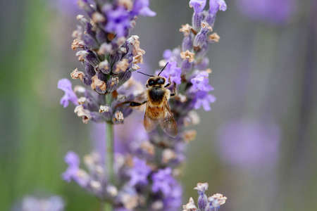 蜜蜂采集花蜜和花粉图片