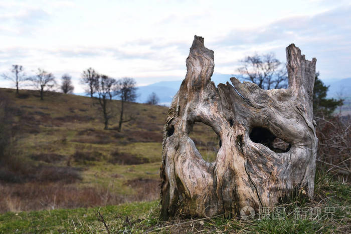 一棵树干看起来像人类的脸
