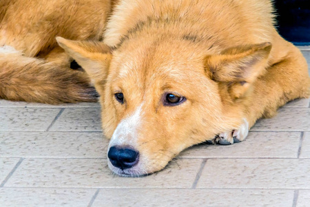 特写狗蹲在地板上照片