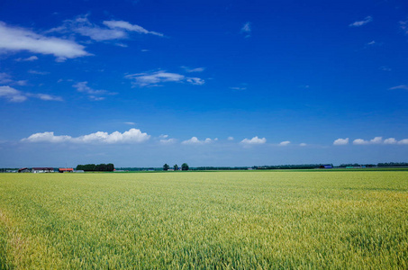 在北海道的麦田