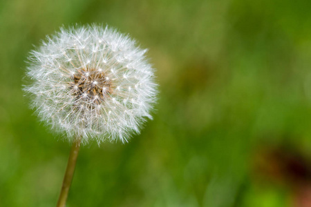 dandelion 花, taraxacum