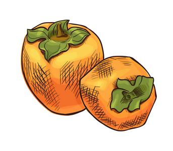 柿子矢量图标 手的橘黄色的热带果充满异国情调的菜单 饮食信息图表 贴纸 海报，模板的素描画打印